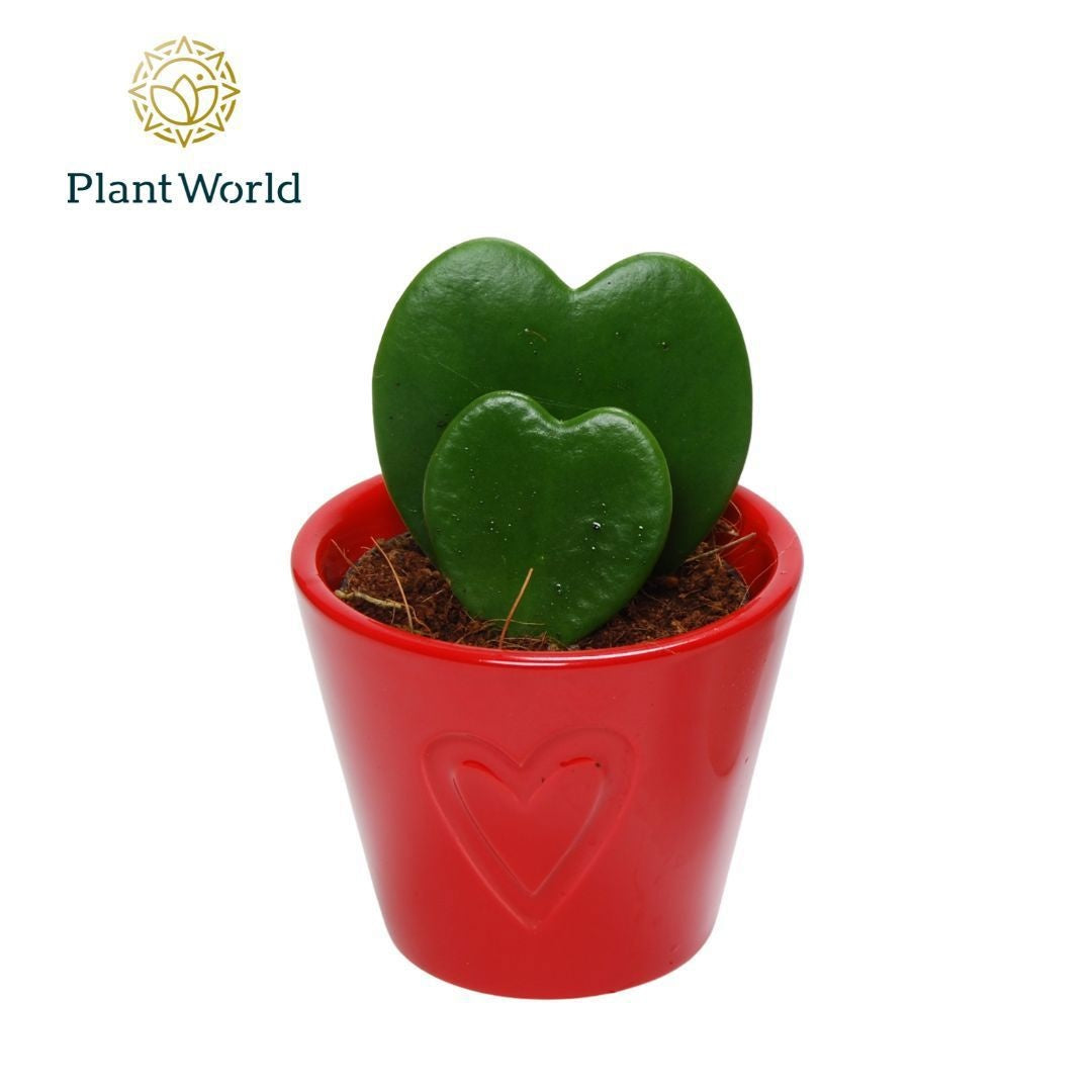 Plantworld ArendTropical Hoya kerrii (+ drp.Rotterdam) Pack of 12