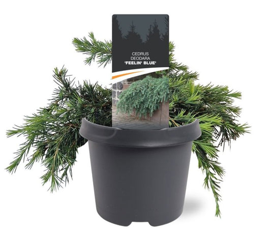 Cedrus deo. Feelin Blue 35cm 23cm Pot