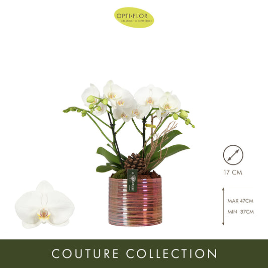 Phalaenopsis arrangement 17cm Pot