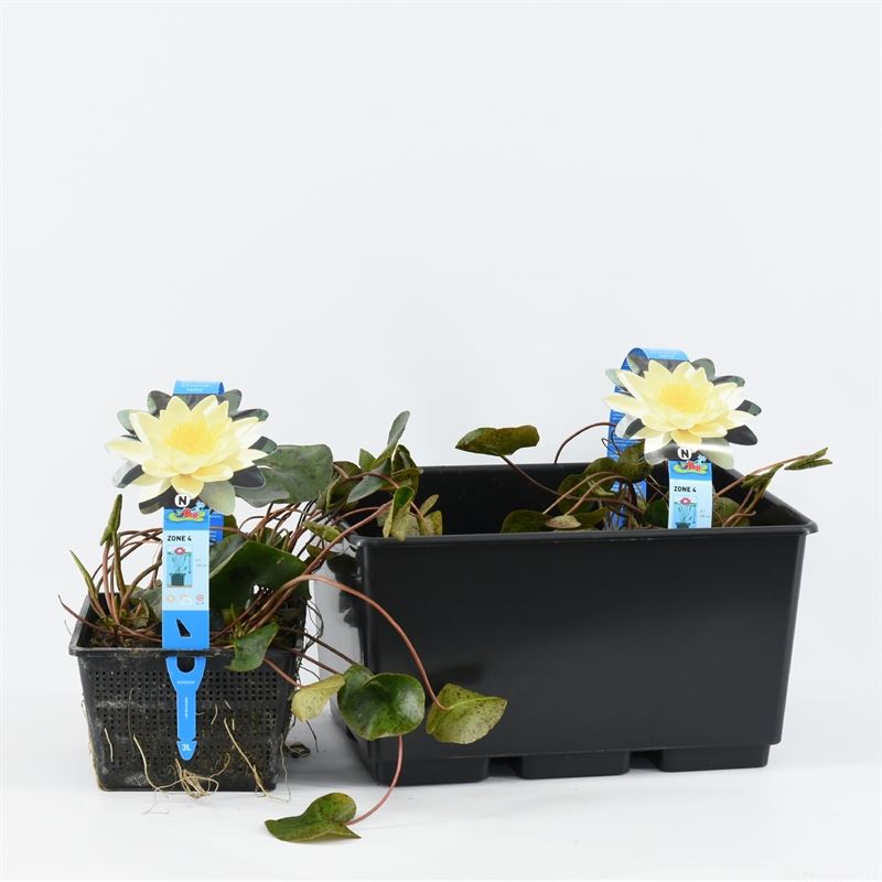 Waterplkw R. Moerings Nymphaea Marliacea Chromatella Pack of 2