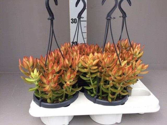 Hoorn Succulenten Sedum album Pack of 7