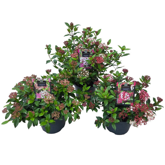 Viburnum tinus mix 55cm 23cm Pot