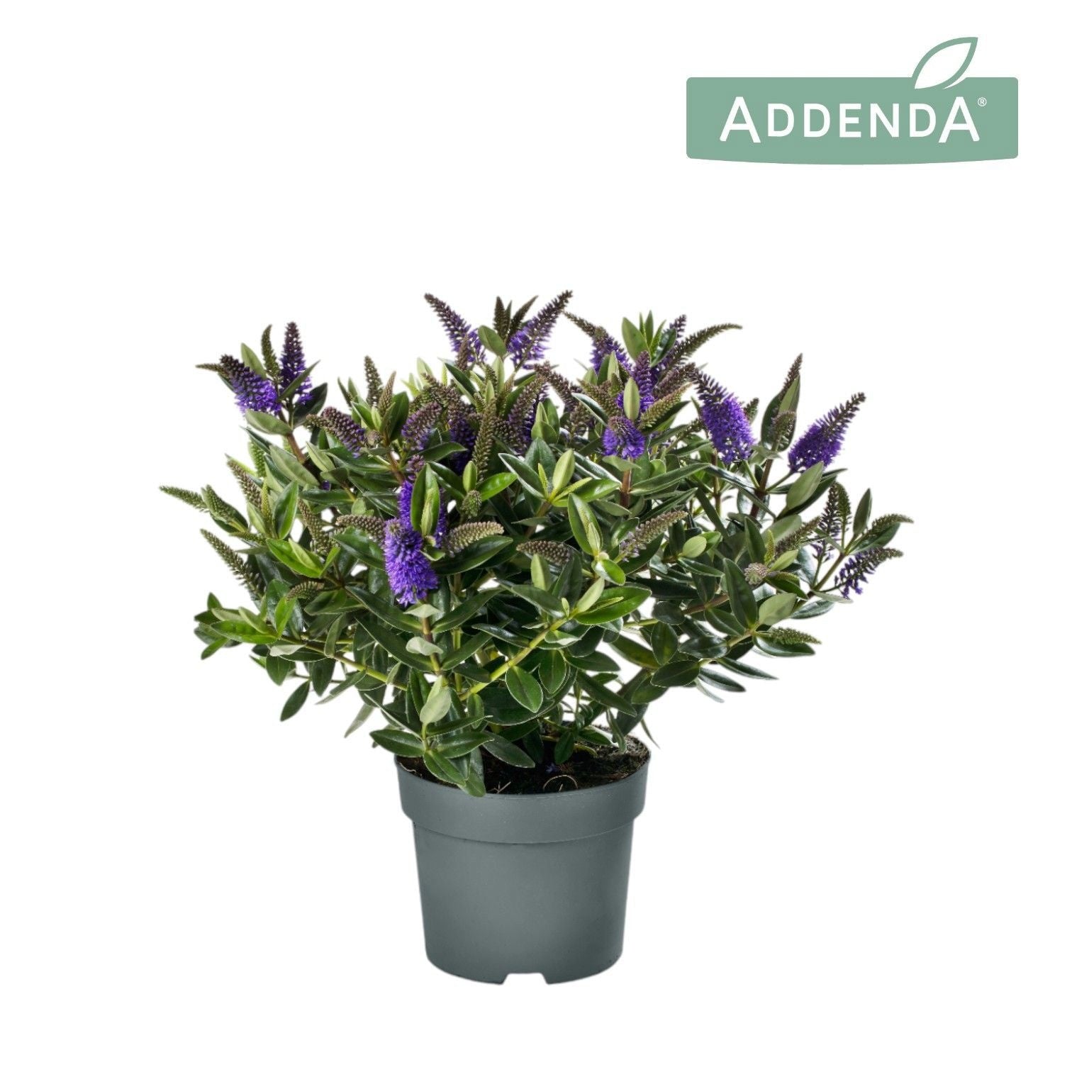 Hebe Hebedonna Britta 50cm 17cm Pot
