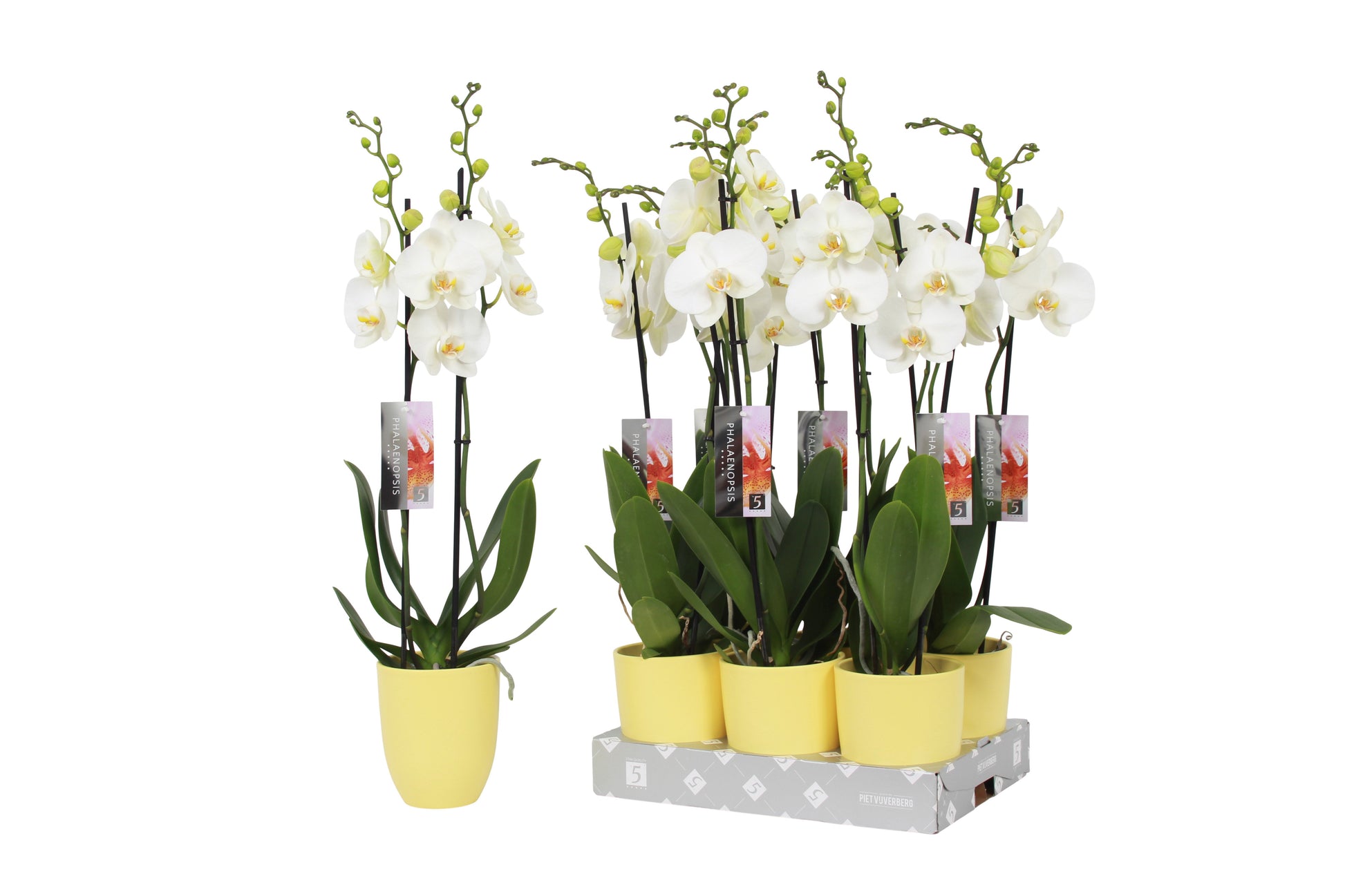 Phalaenopsis white (+ drp.ceramic) 60cm 12cm Pot