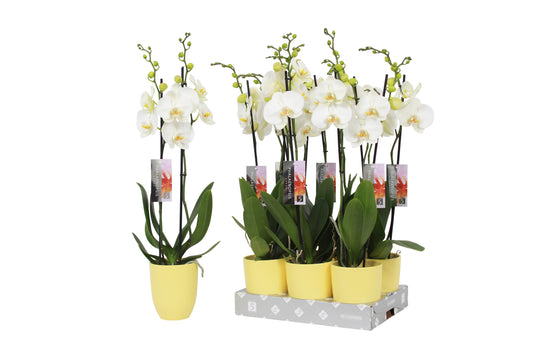 Phalaenopsis white 60cm 12cm Pot