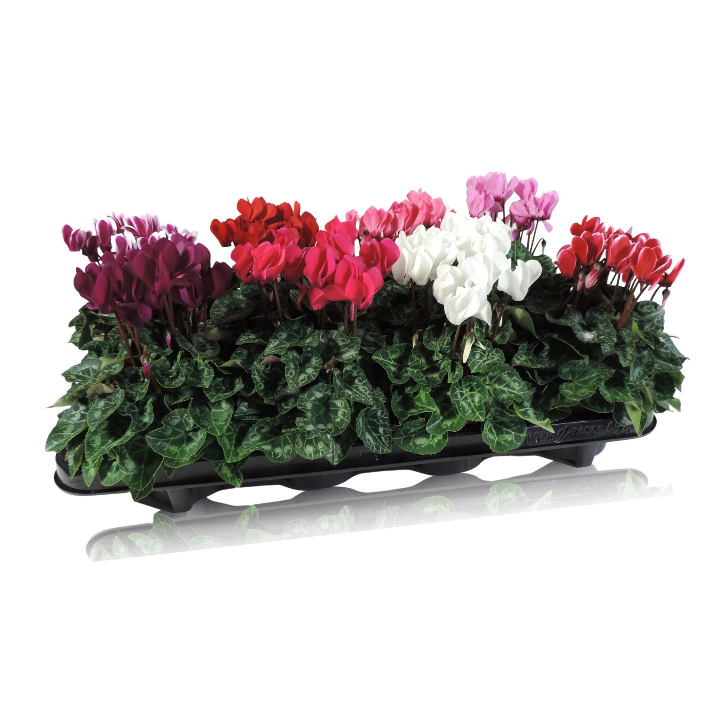 RS Potplants Cyclamen midi Pack of 8