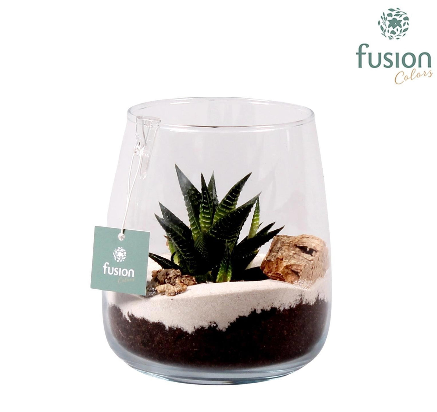 Fusioncolors BV Glas Alzada klein met Hawortia en deco Pack of 6
