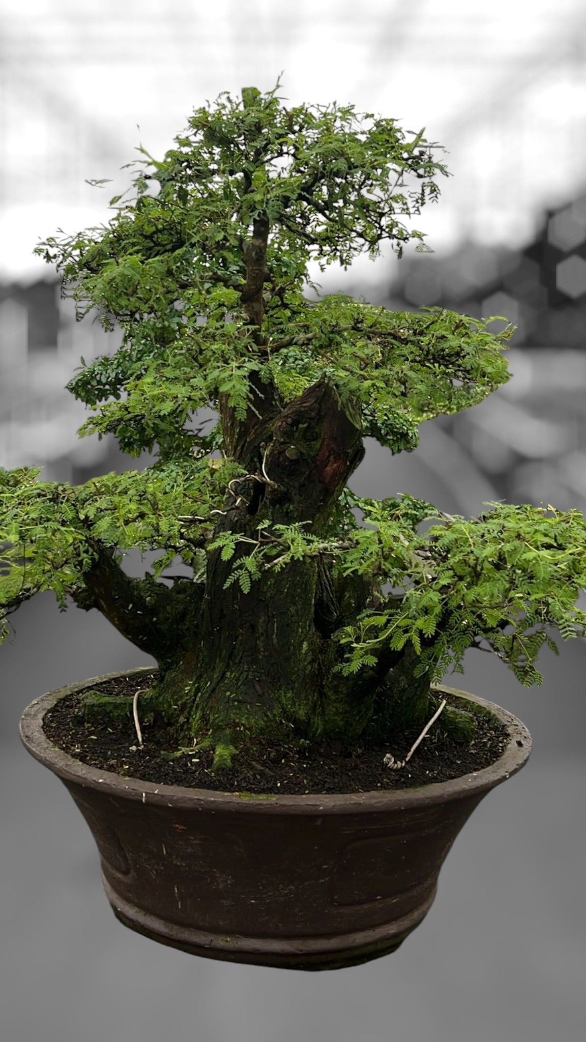 Bonsai Mix 90cm 60cm Pot