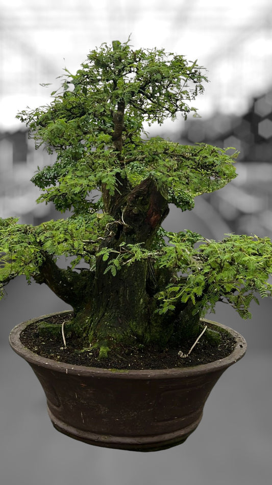 Bonsai Mix 90cm 60cm Pot