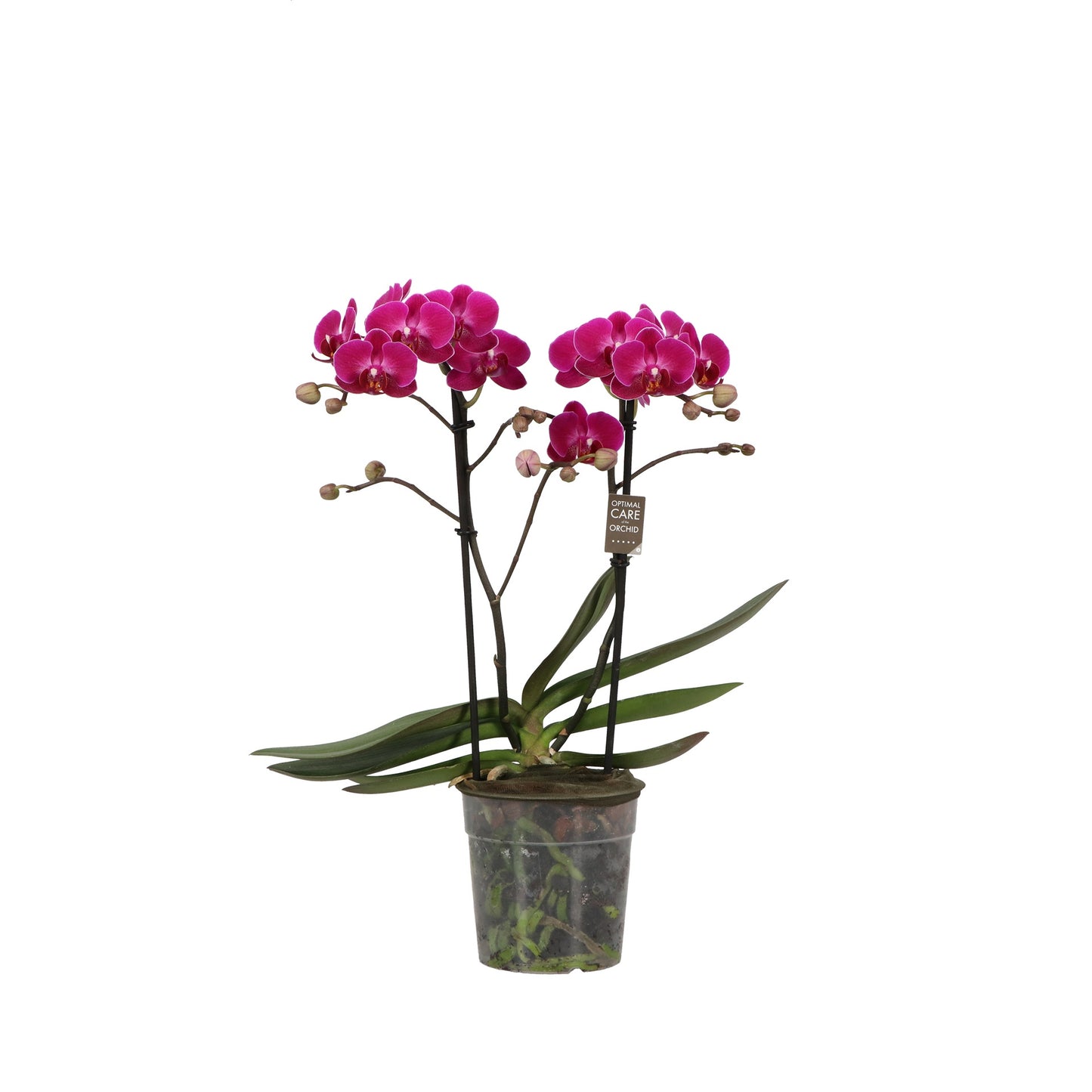 Opti-Flor Phalaenopsis mf. Morelia Pack of 10