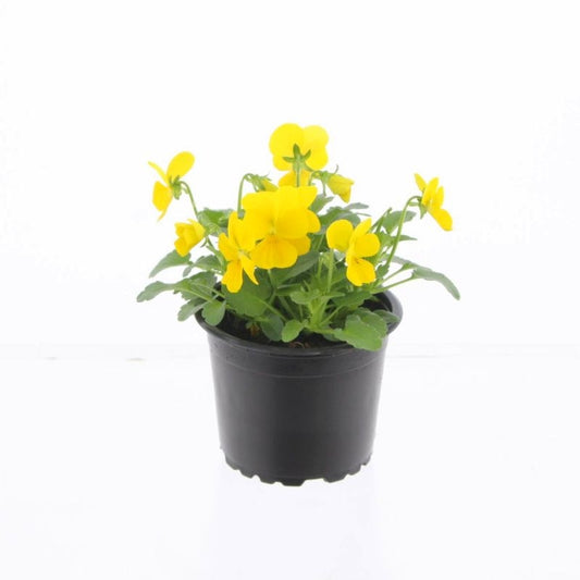 Viola Callisto Yellow 15cm 9cm Pot