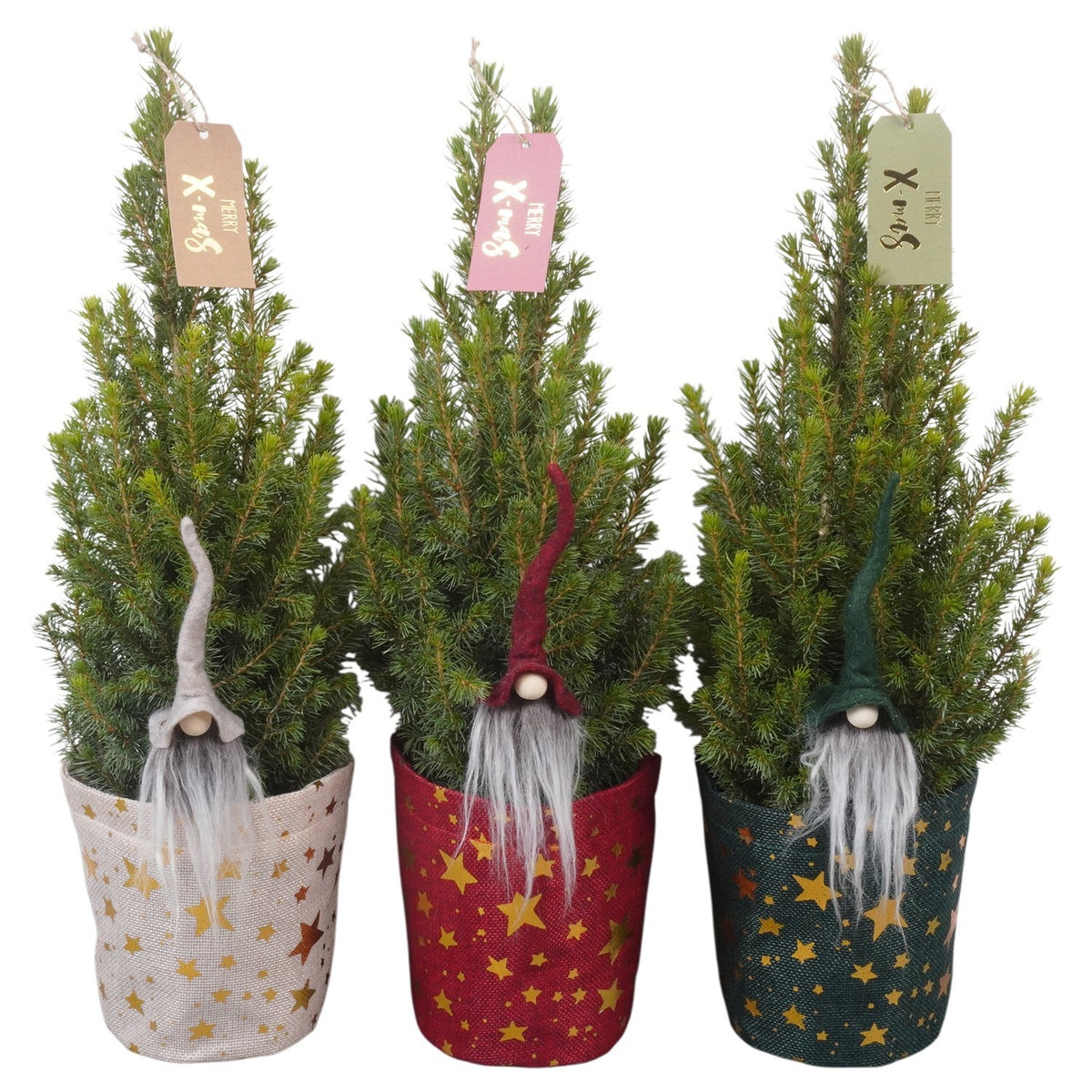 Picea glauca Conica 45cm 13cm Pot