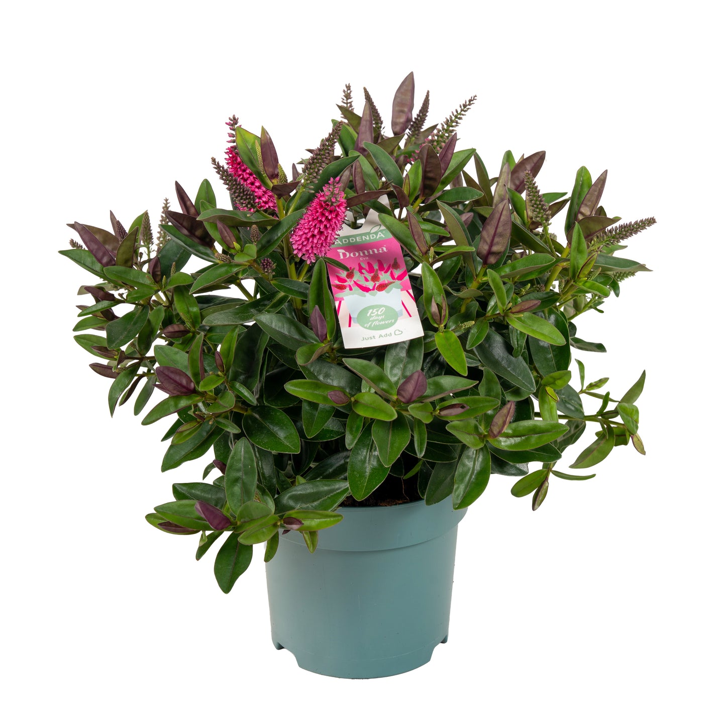 Hebe Hebedonna Eva 35cm 15cm Pot