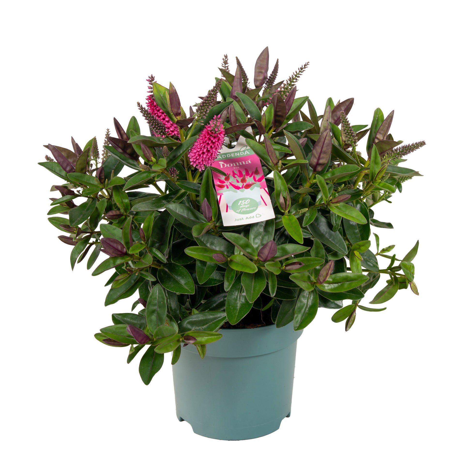 Hebe Hebedonna Eva 35cm 15cm Pot
