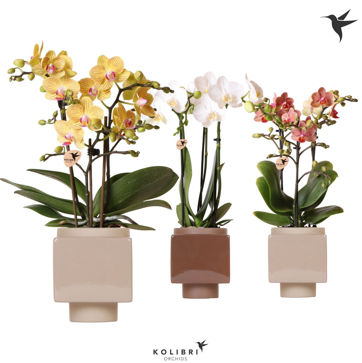 Kolibri Orchids Phalaenopsis mix 3 spike in Cube pot brown mix 40cm 9cm Pot