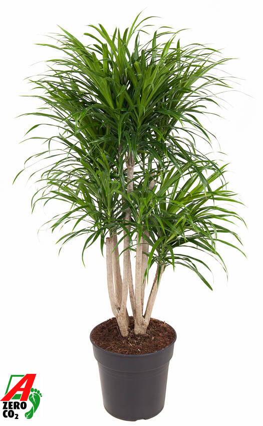 Dracaena ref. Anita branched 110cm 27cm Pot