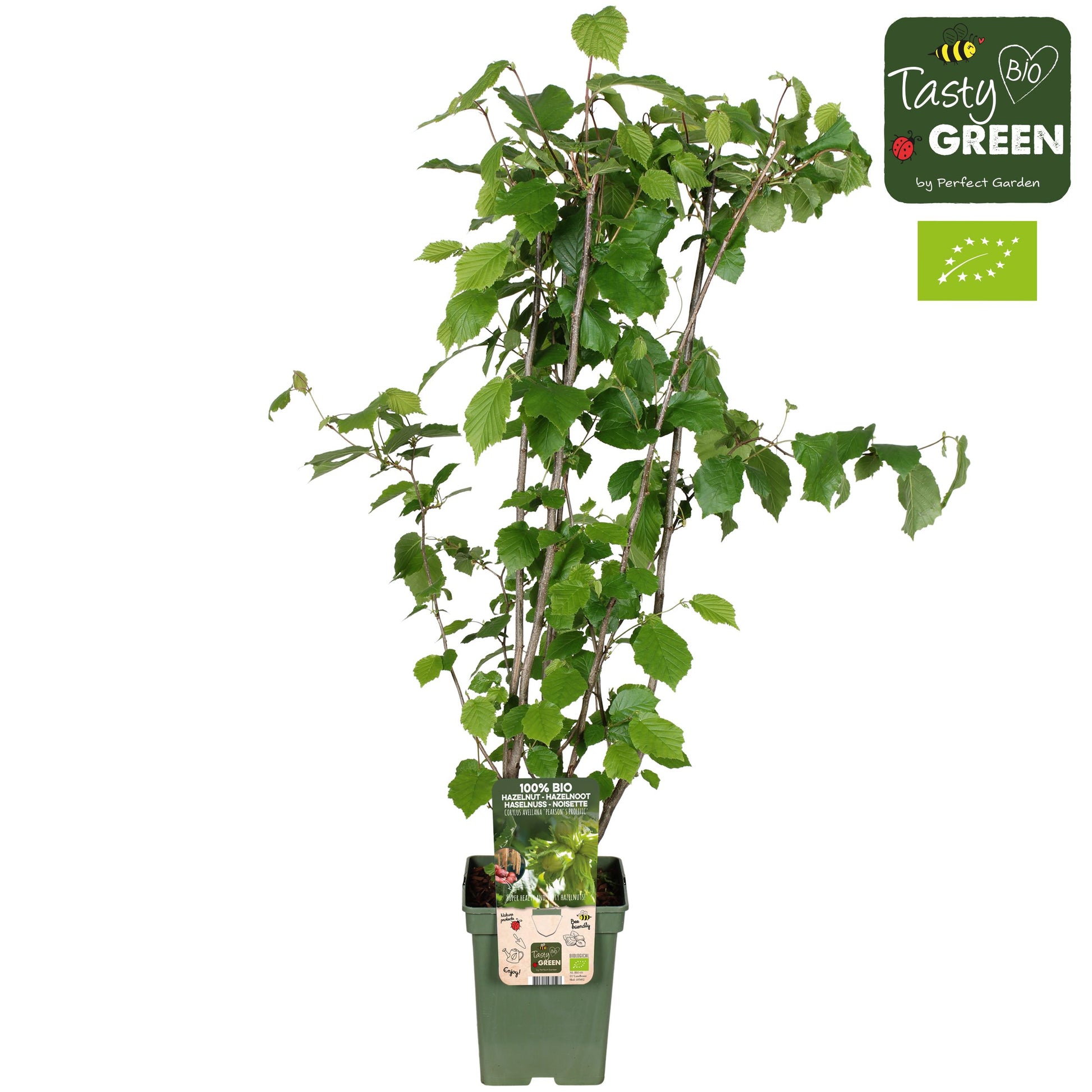 Corylus avellana 100cm 23cm Pot