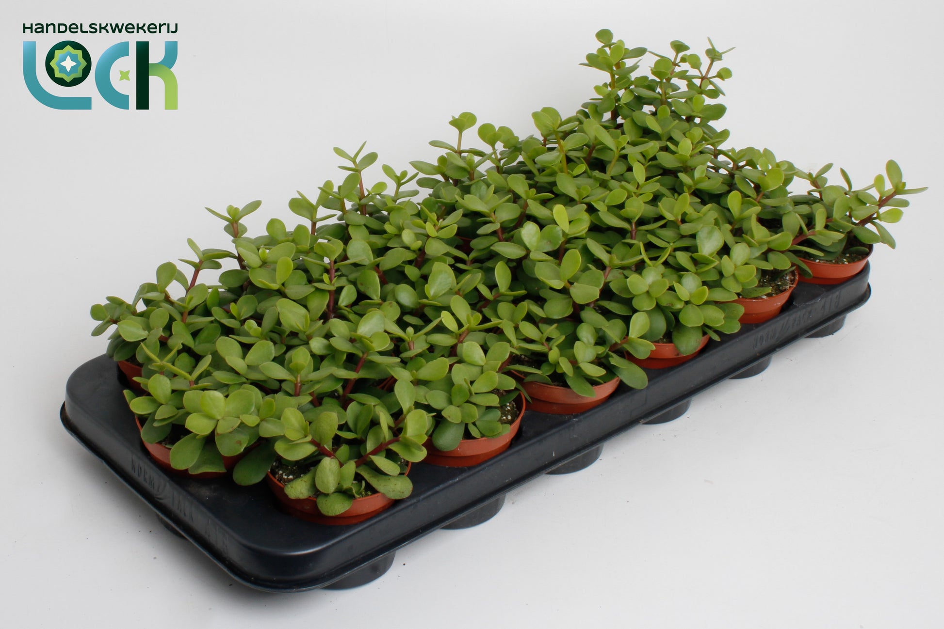 Lock, Handelskwekerij Portulacaria afra Pack of 12