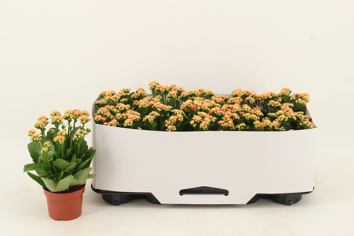 Vilosa Kalanchoe Rosalina Don Hector Pack of 10