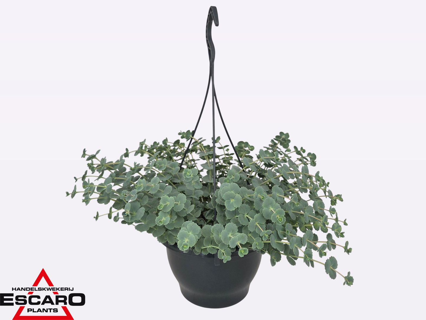 Escaro VOF, Hkw. Sedum sieboldii (O) Pack of 2