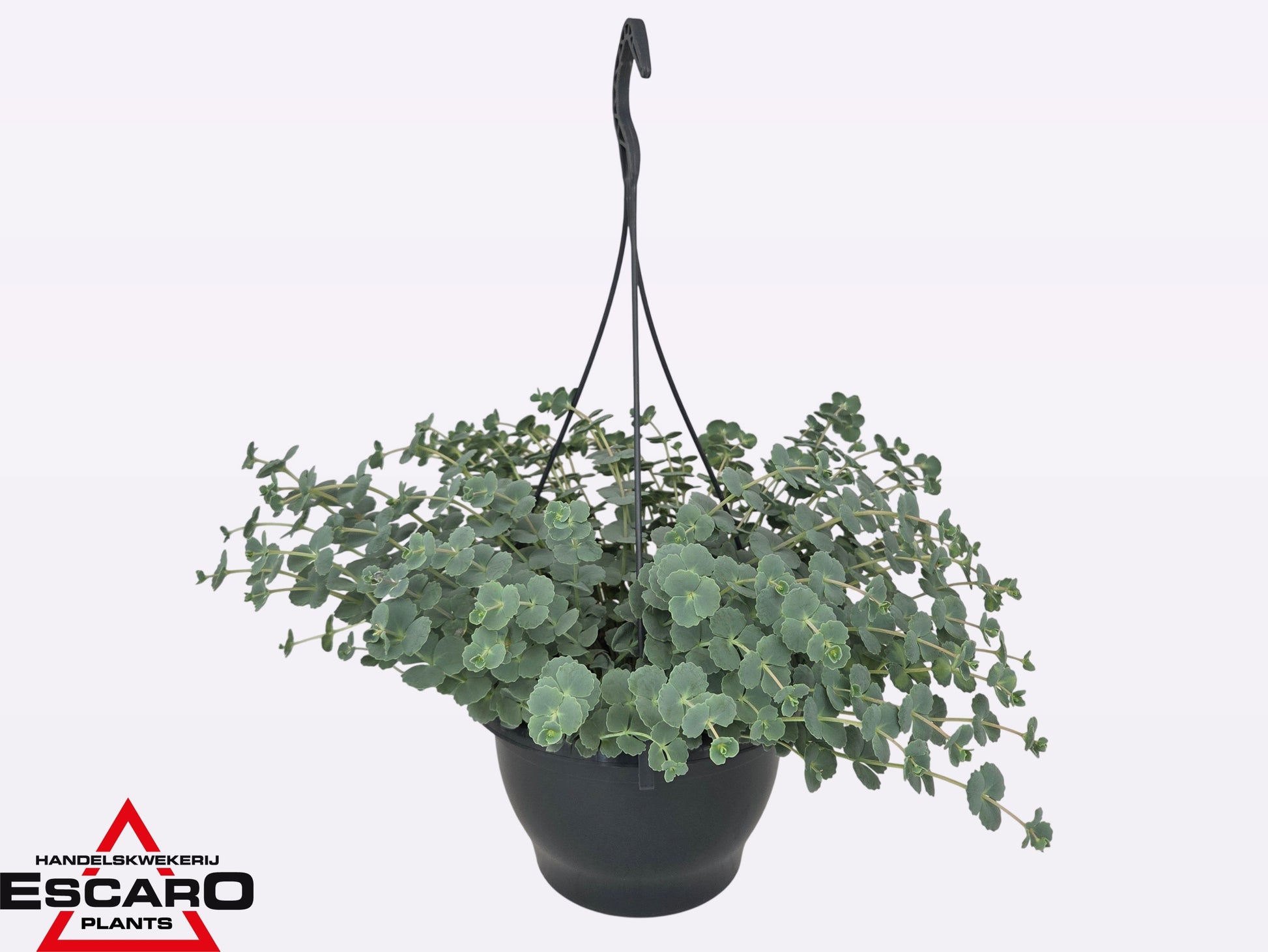 Escaro VOF, Hkw. Sedum sieboldii (O) Pack of 2