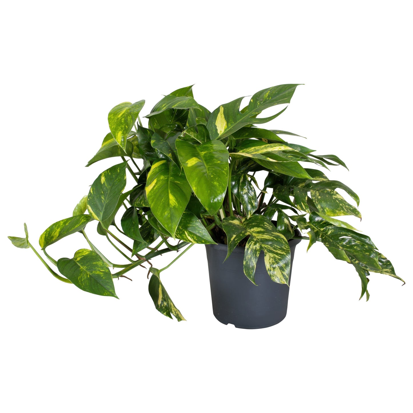 Epipremnum 50cm 24cm Pot