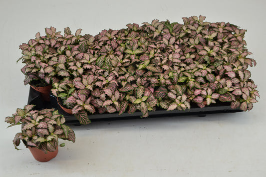 Fittonia Mosaic Pink Tiger 10cm Special Pot (508)