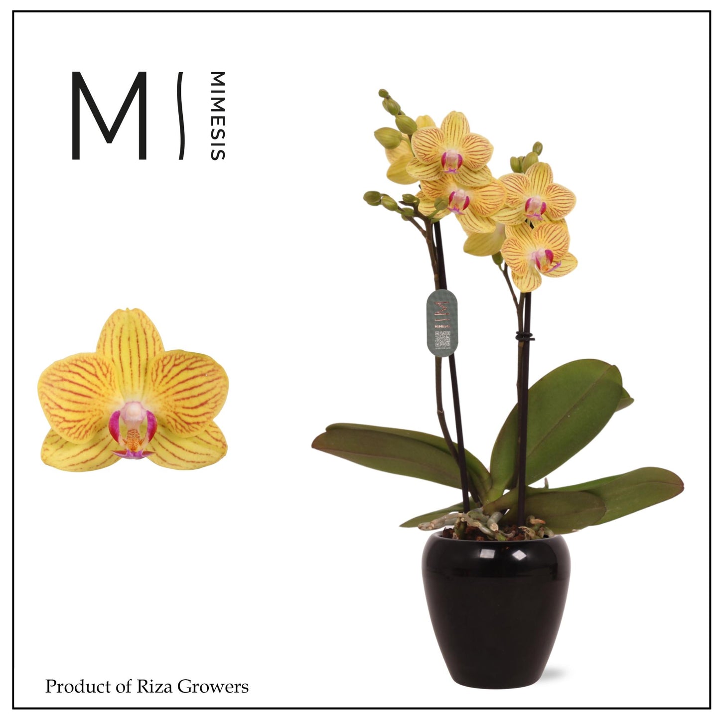 Phalaenopsis mf. Golden Baby 32cm 7cm Pot