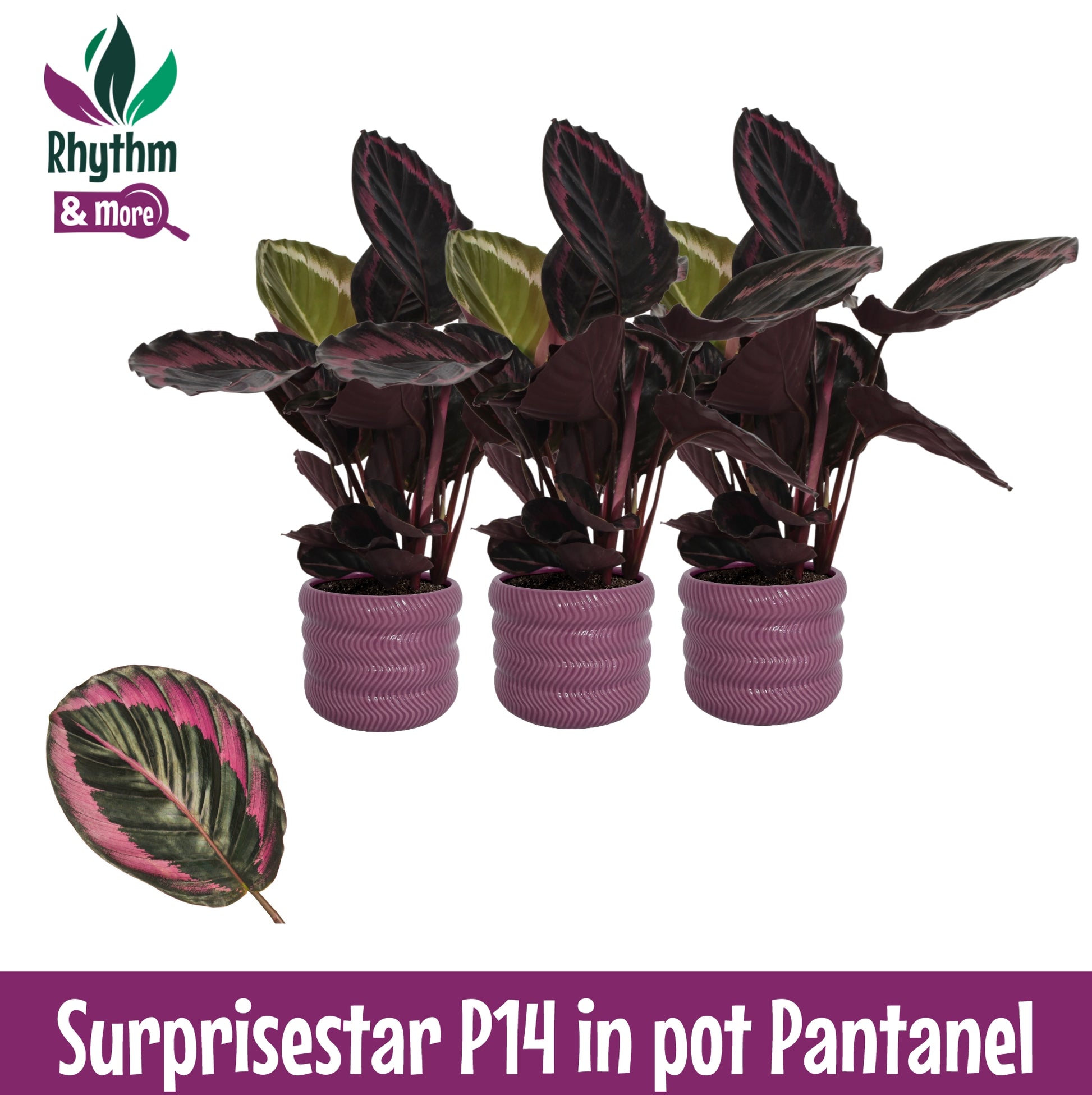 Valstar, Hkw. Gebr. Calathea Surprisestar Pack of 3