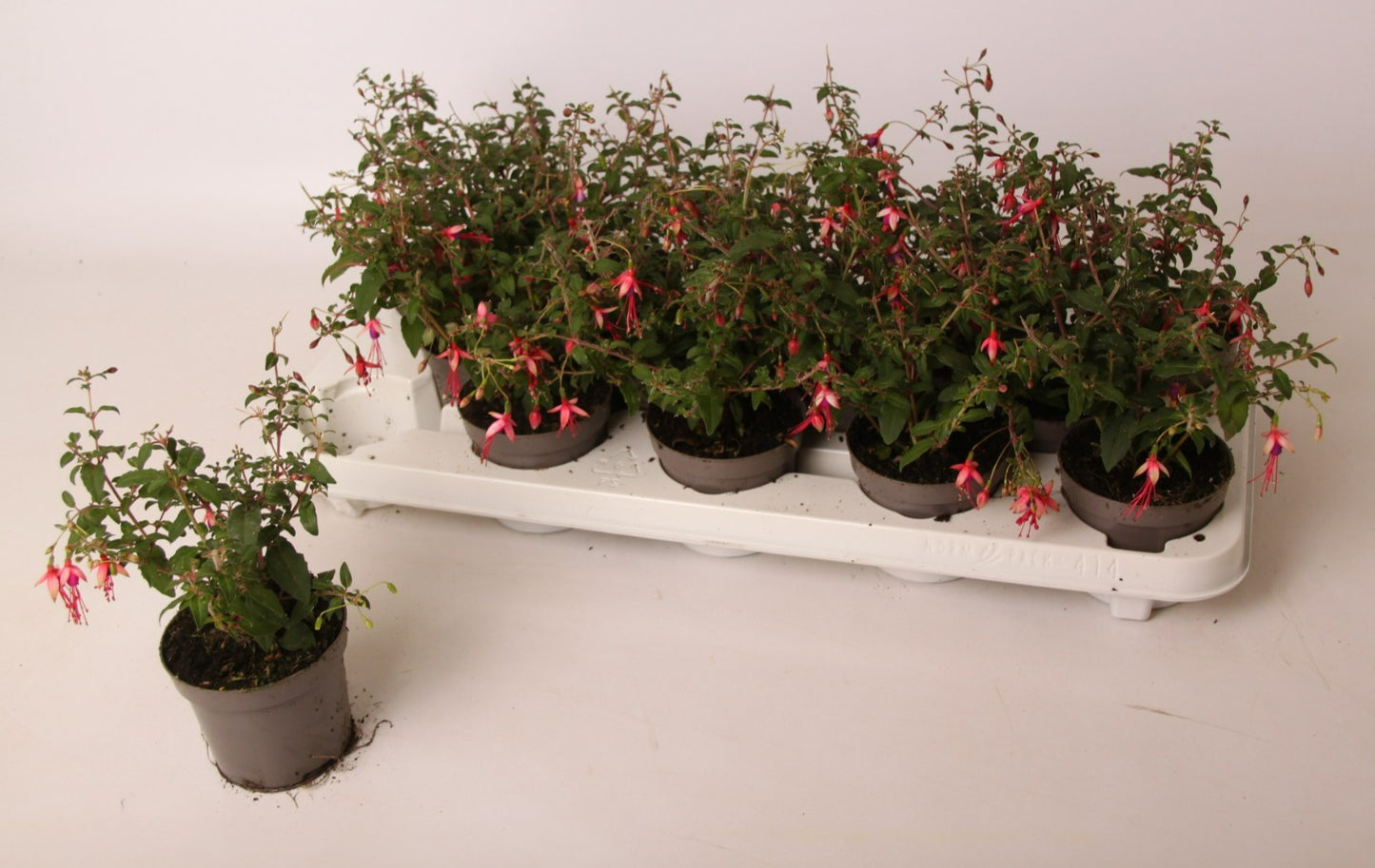 Valk BV Patioplant Fuchsia Lady Thumb Pack of 14