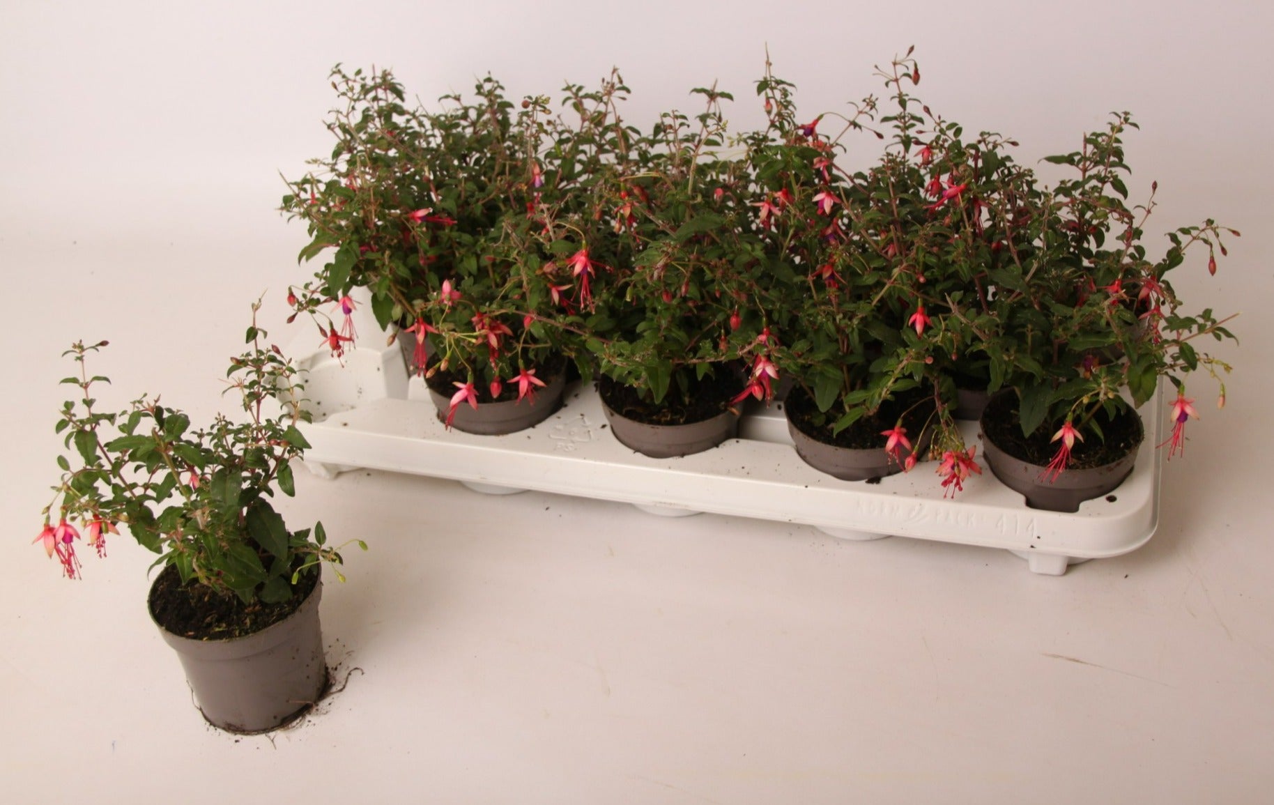 Valk BV Patioplant Fuchsia Lady Thumb Pack of 14
