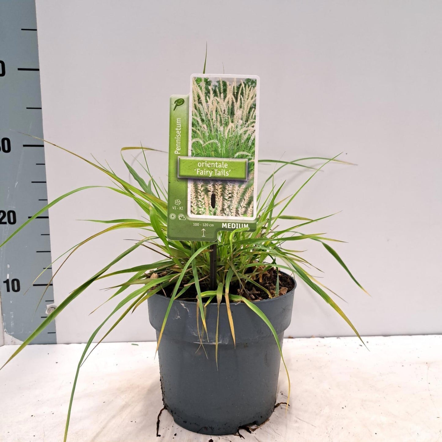 Pennisetum orientale 25cm 17cm Pot