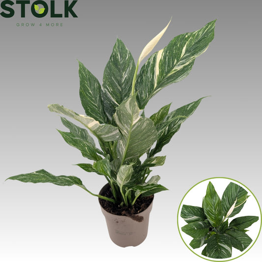 Spathiphyllum Diamond 45cm 14cm Pot