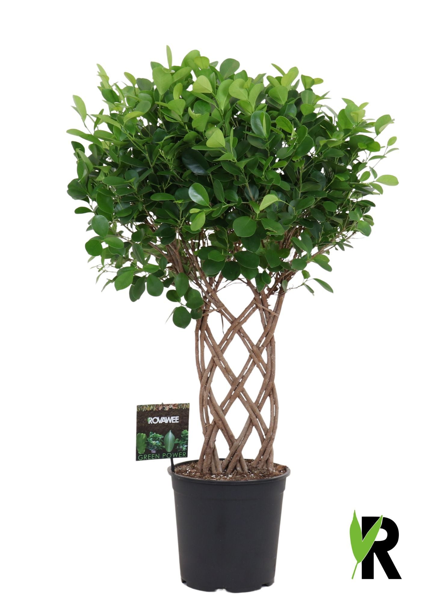 Ficus micr. Moclame 110cm 27cm Pot