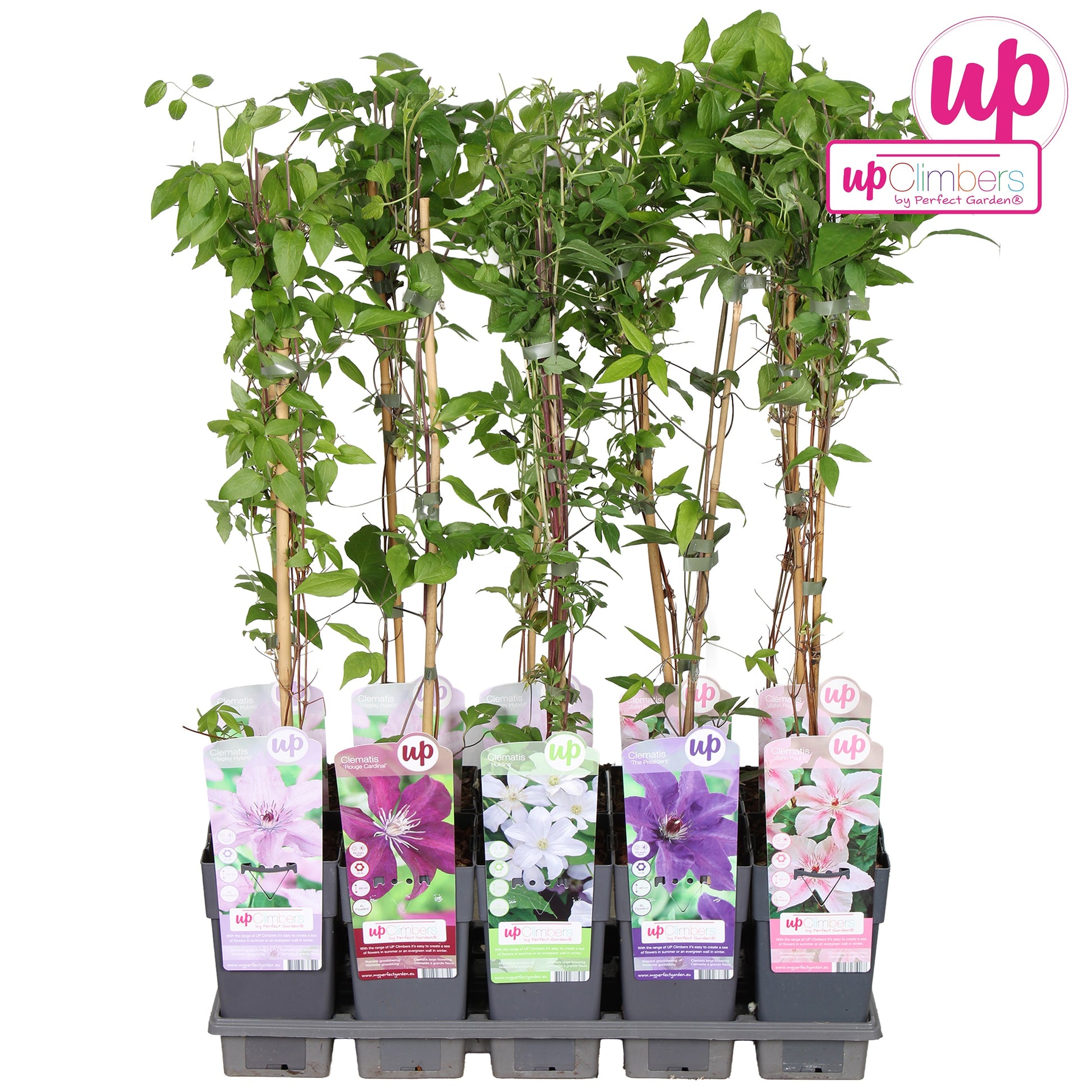 Clematis mix 65cm 15cm Pot