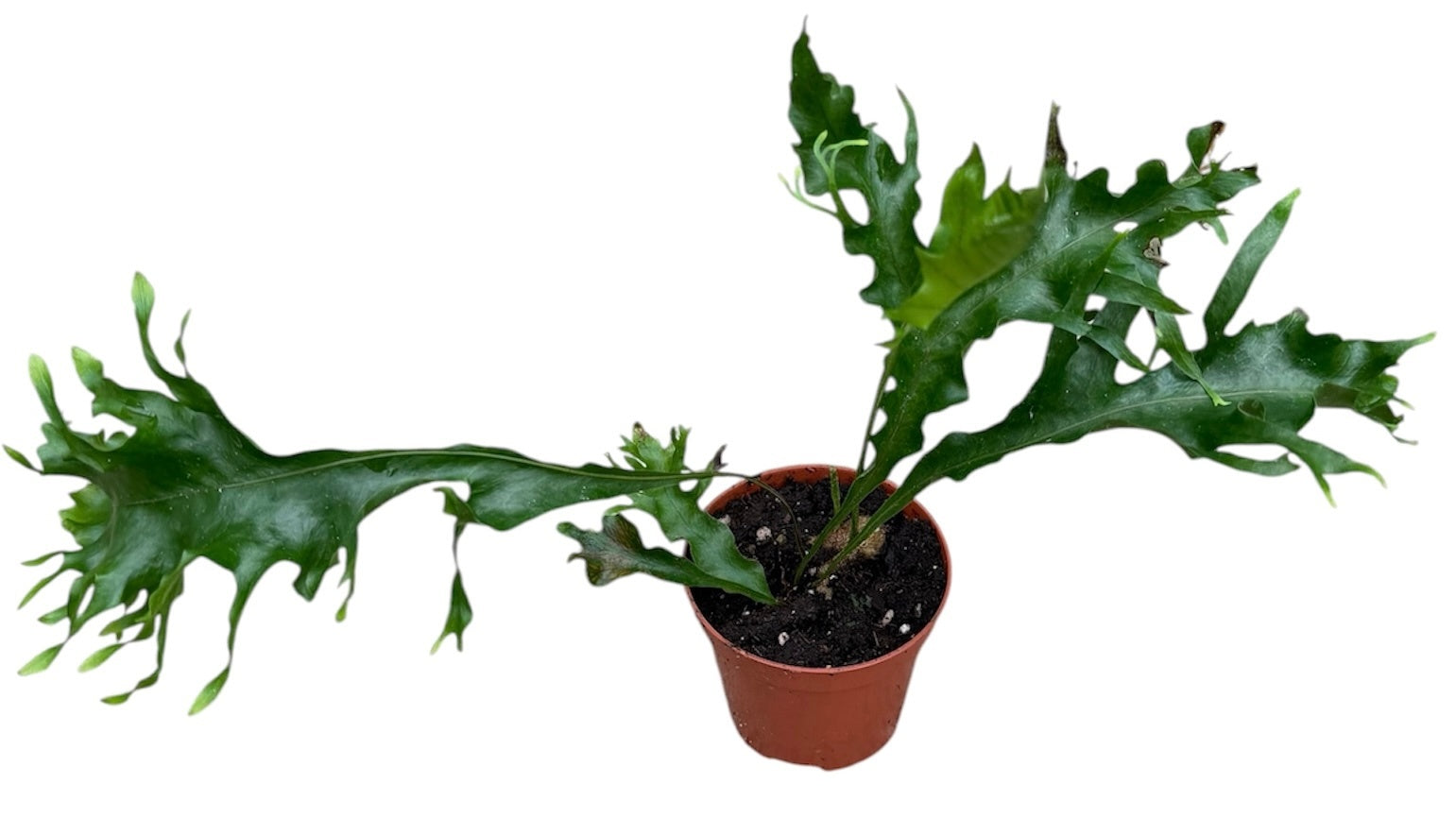 Drynaria Quercifolia Poonsak 15cm 8cm Pot