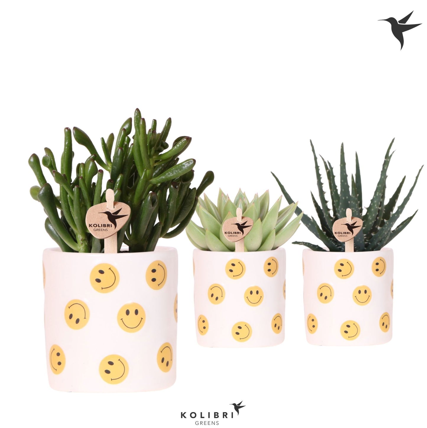 Succulent mix 22cm 9cm Pot