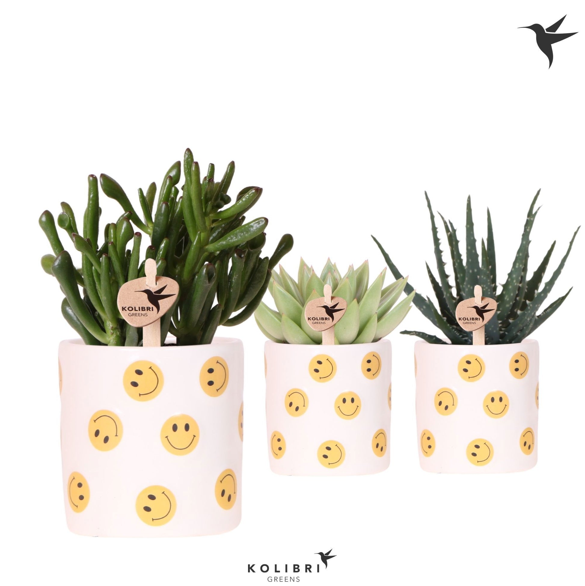 Succulent mix 22cm 9cm Pot