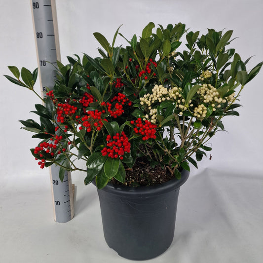 Skimmia japonica Reevesiana 55cm 40cm Pot
