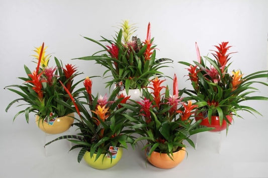 Bromelia mix 50cm 26cm Pot