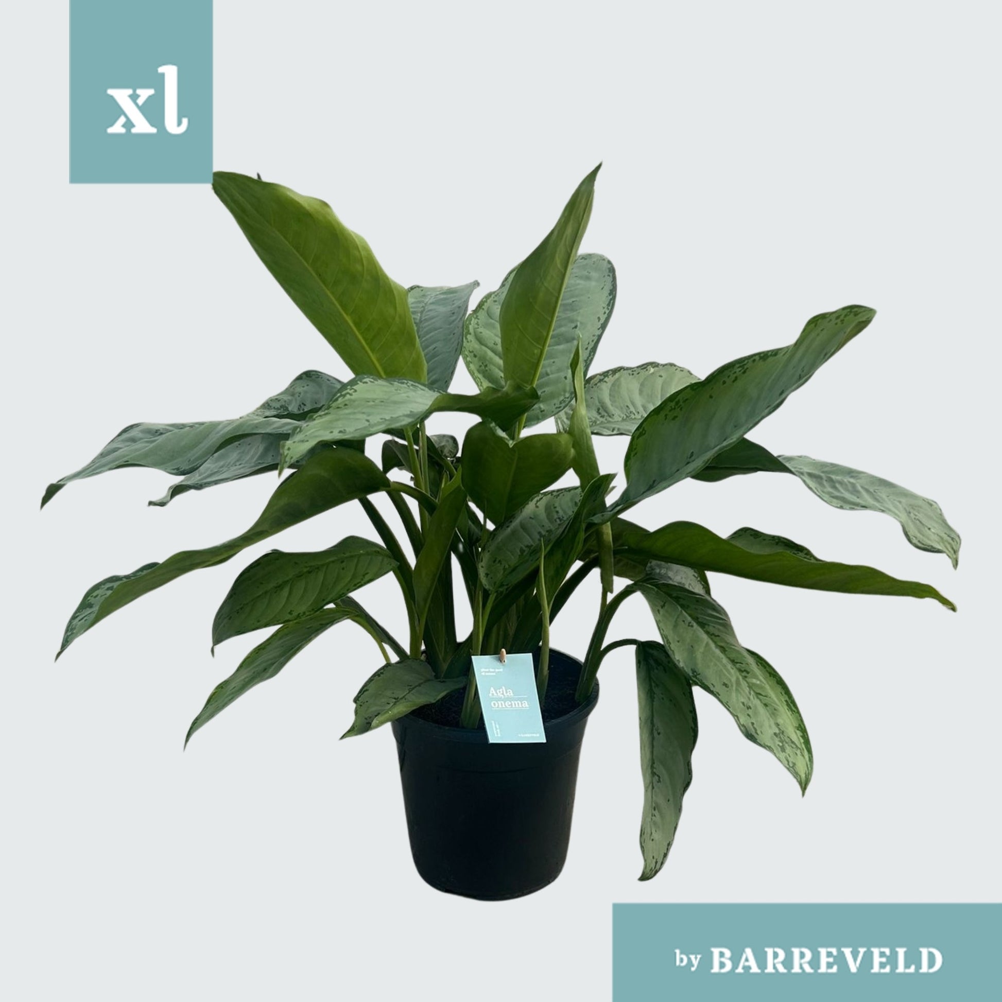 Aglaonema B.J. Freedman 80cm 24cm Pot