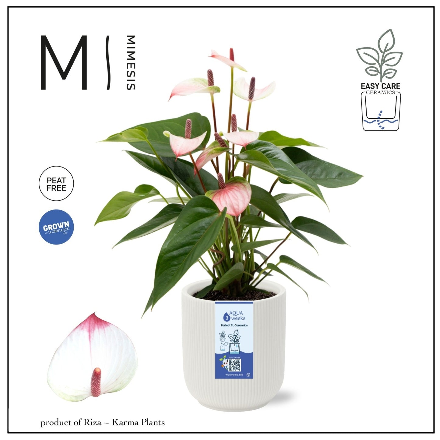 Riza Karma Plants Anthurium Lipa Pink Pack of 3