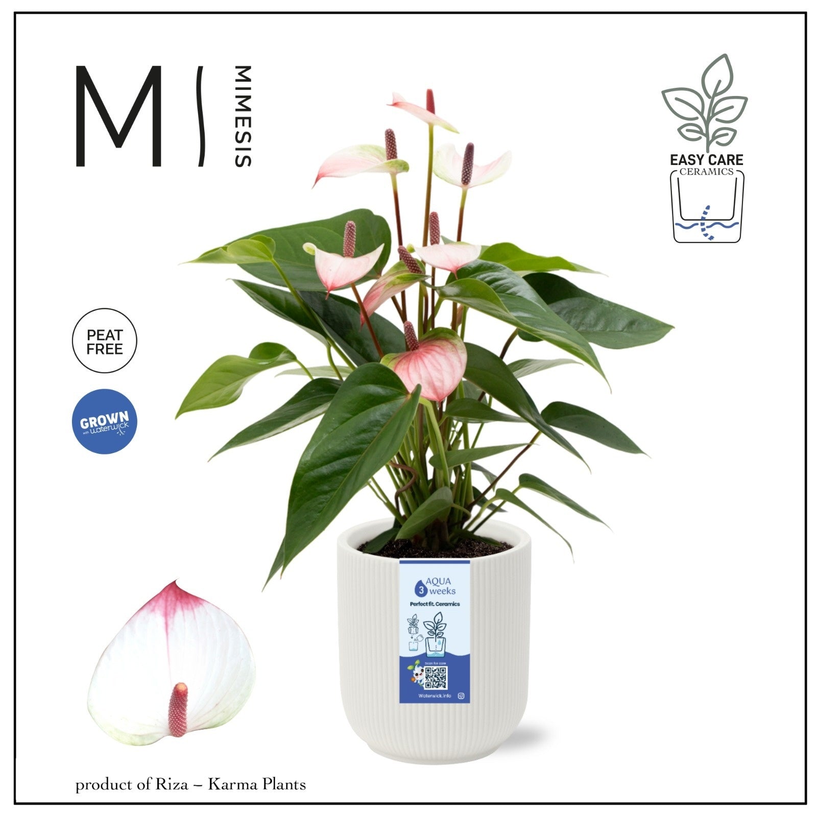 Riza Karma Plants Anthurium Lipa Pink Pack of 3