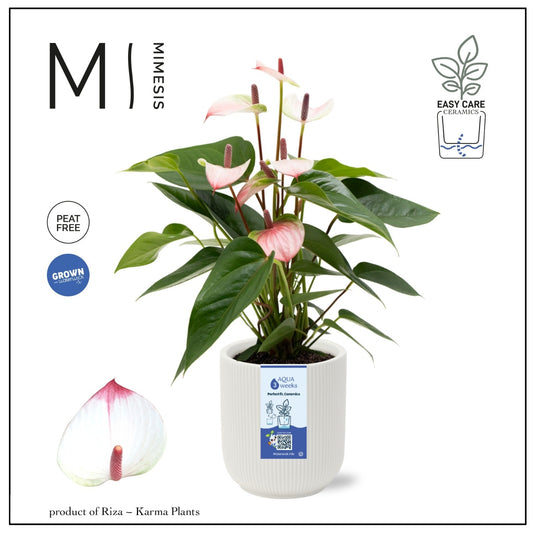 Riza Karma Plants Anthurium Lipa Pink Pack of 3