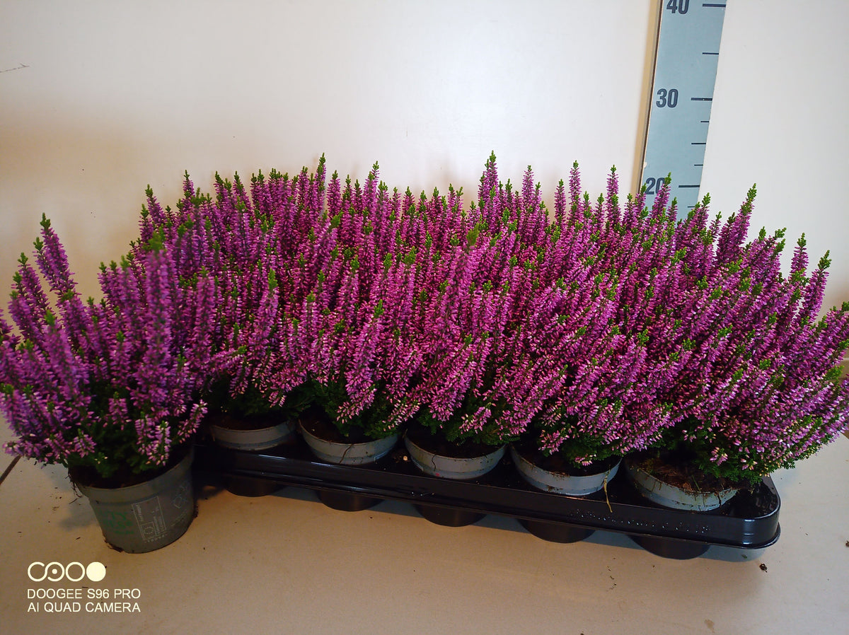 Calluna Beauty Ladies purple 12cm 9cm Pot