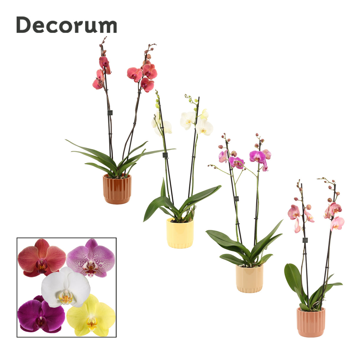 Phalaenopsis mix 65cm 12cm Pot