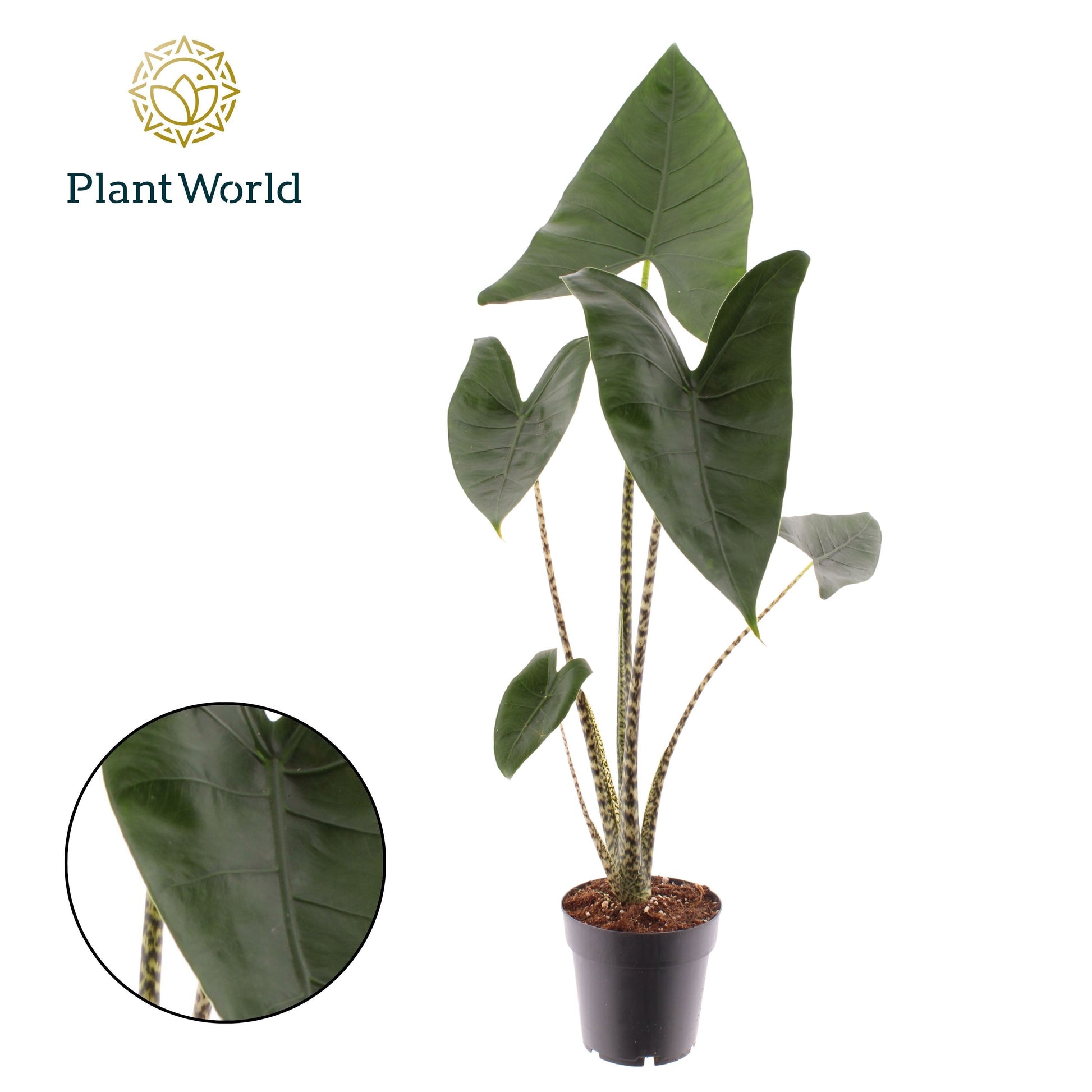 Alocasia Zebrina 40cm 14cm Pot