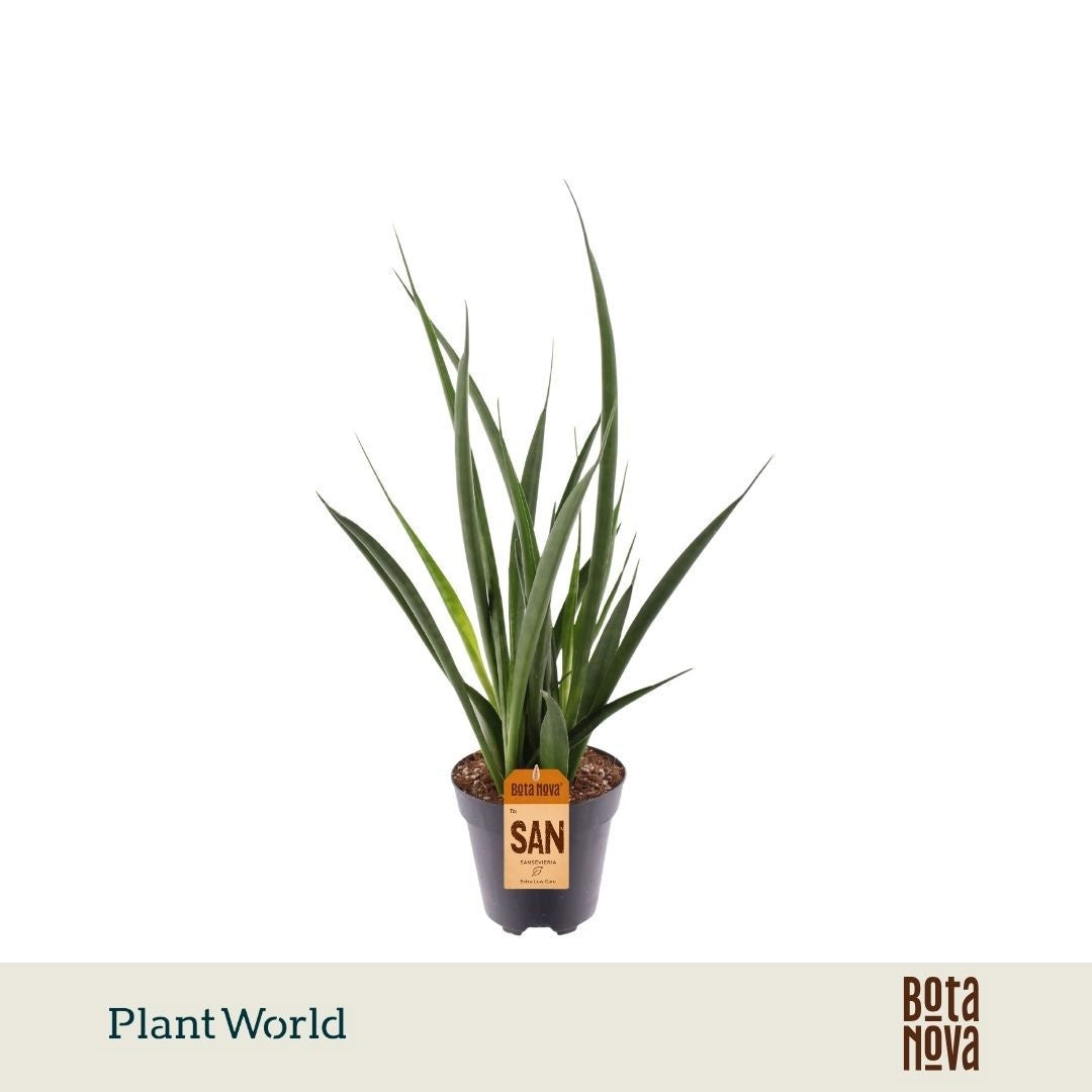 Sansevieria kirkii Friends 40cm 12cm Pot