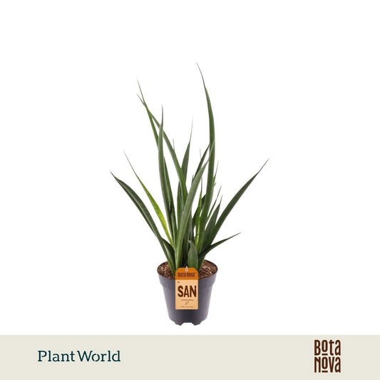 Sansevieria kirkii Friends 40cm 12cm Pot