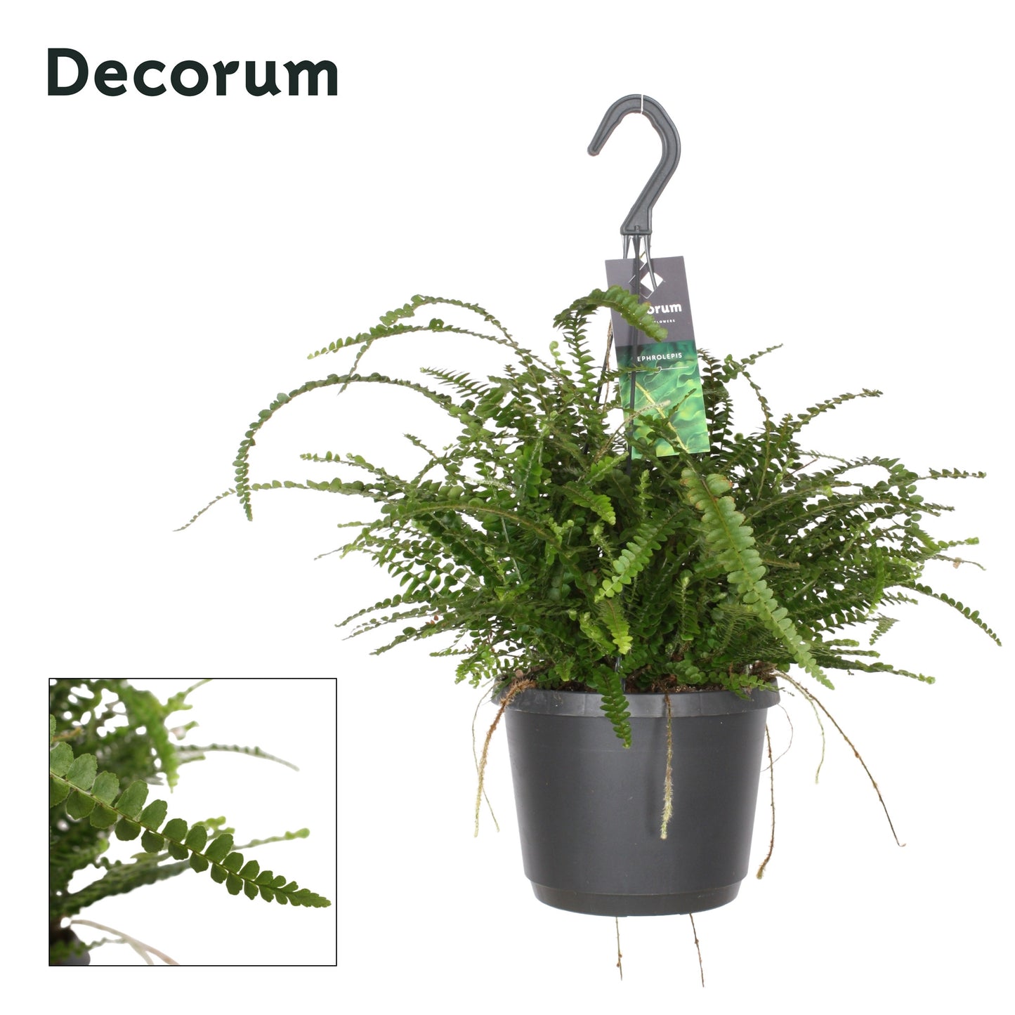 Hillplant BV Nephrolepis Duffii Pack of 6